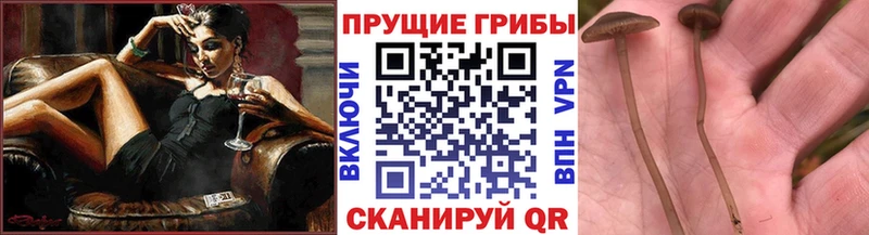 купить наркотики сайты Лысково Псилоцибиновые грибы мухоморы